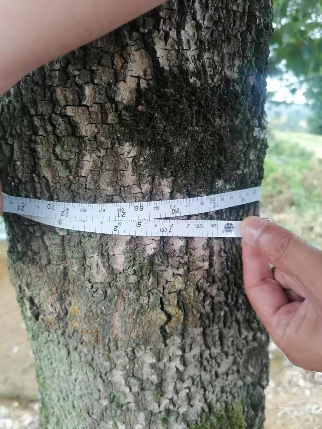  八月桂1米2分枝     树形7分2以上